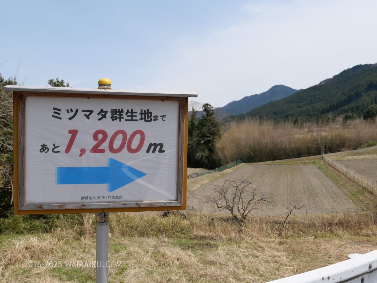 美杉のミツマタ群生地