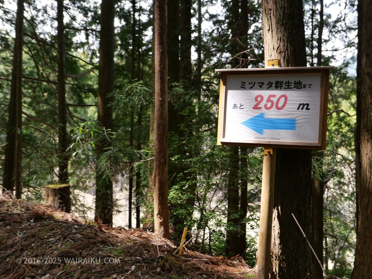 美杉のミツマタ群生地