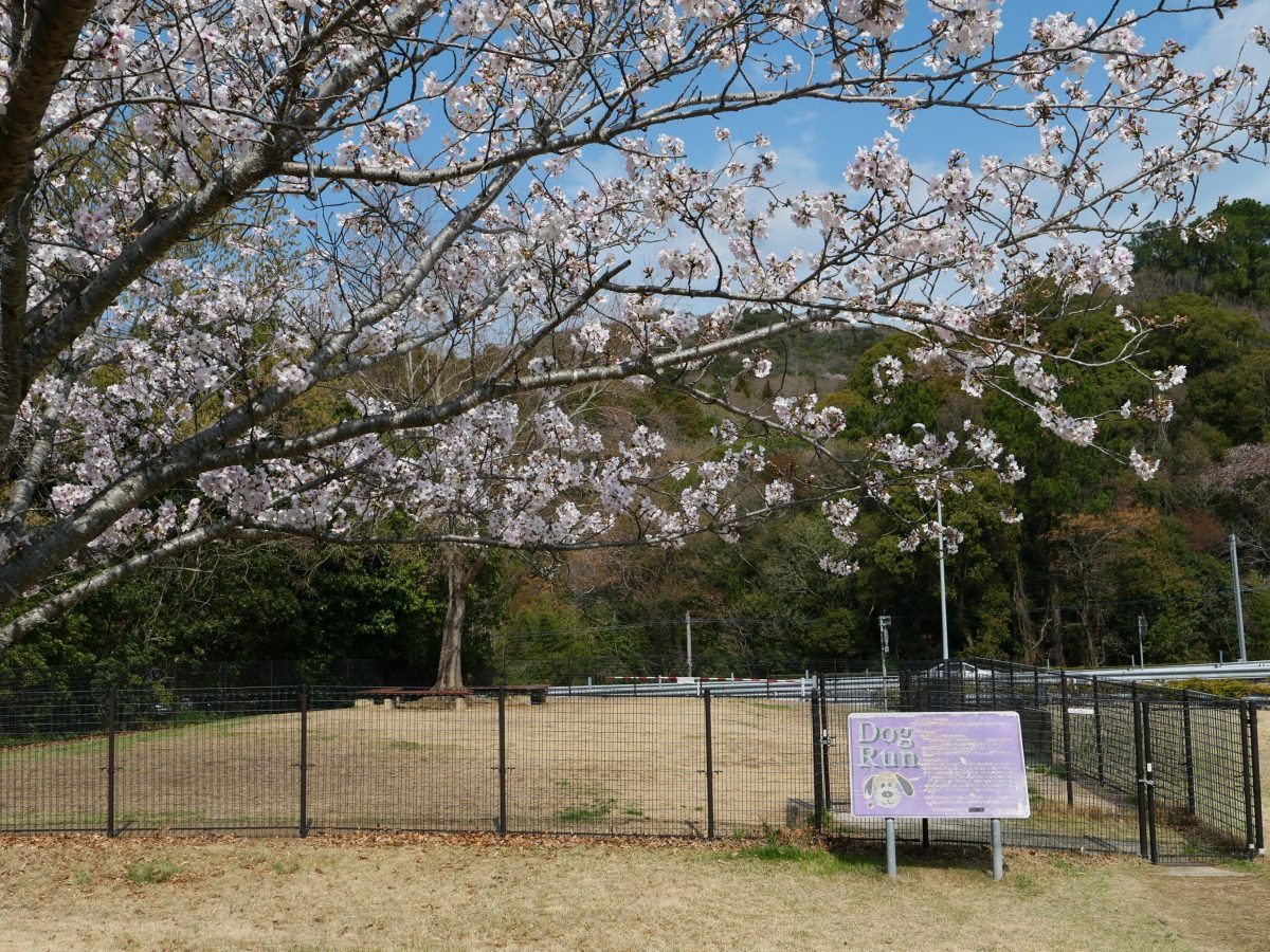 上板SA下りのドッグラン