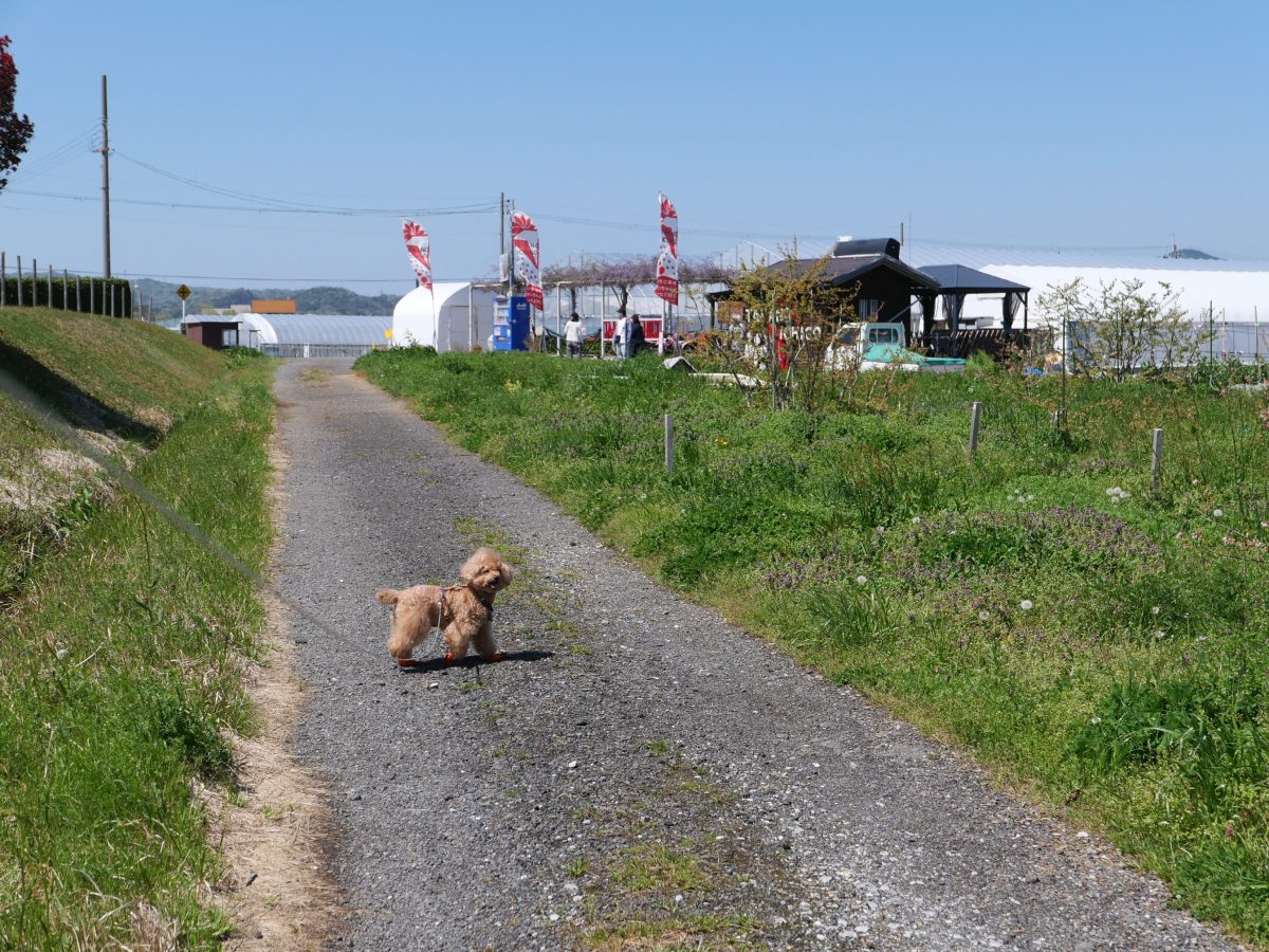 高野いちご園　ペット同伴いちご狩り
