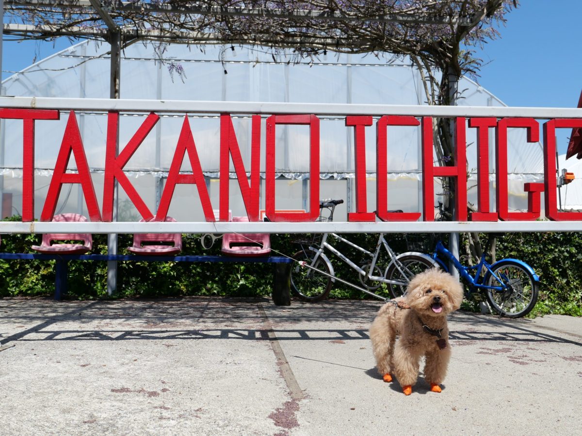 高野いちご園　ペット同伴いちご狩り