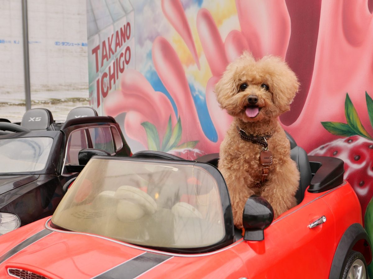 高野いちご園　ペット同伴いちご狩り　フォトスポット
