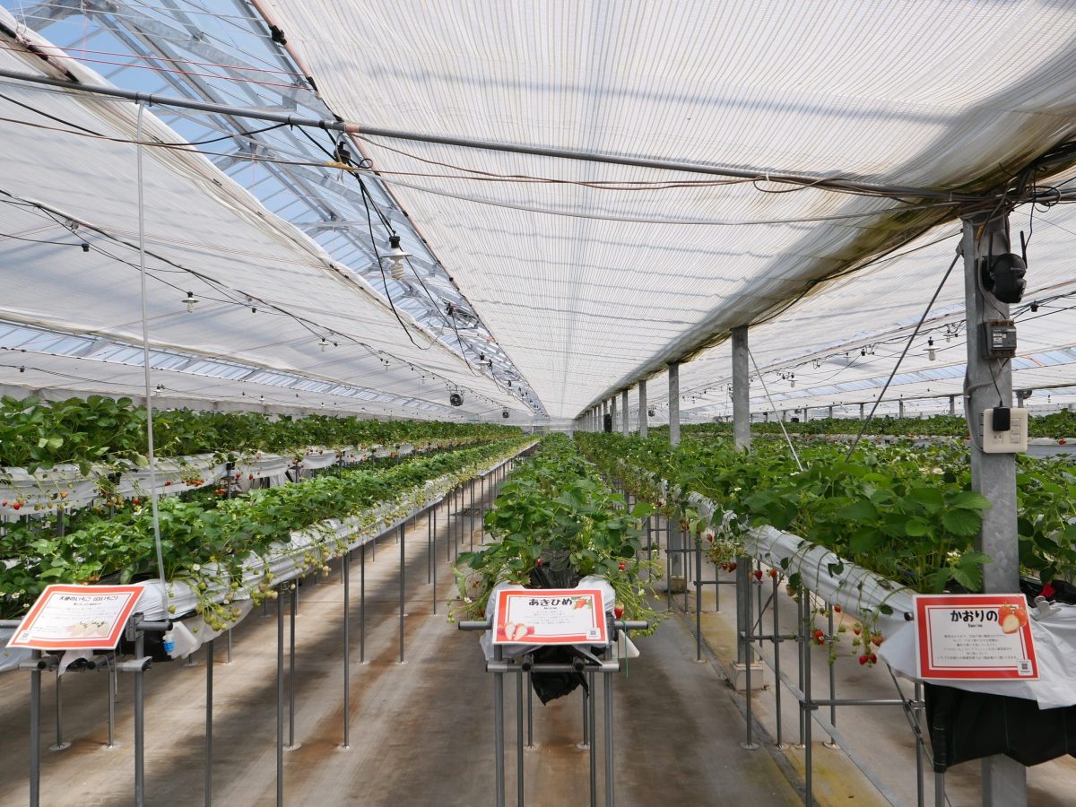高野いちご園　ペット同伴いちご狩り　ビニールハウス内