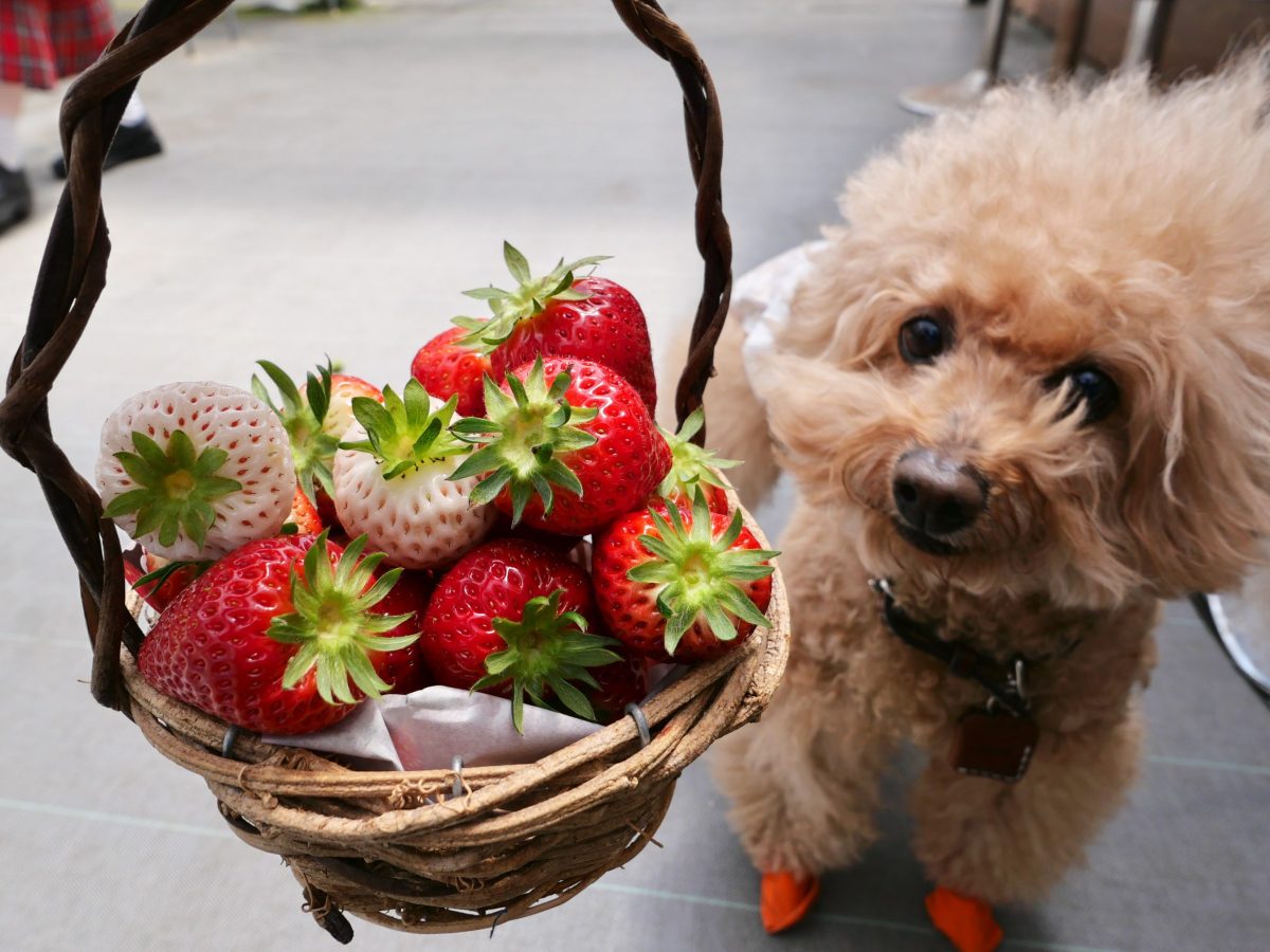 高野いちご園　ペット同伴いちご狩り