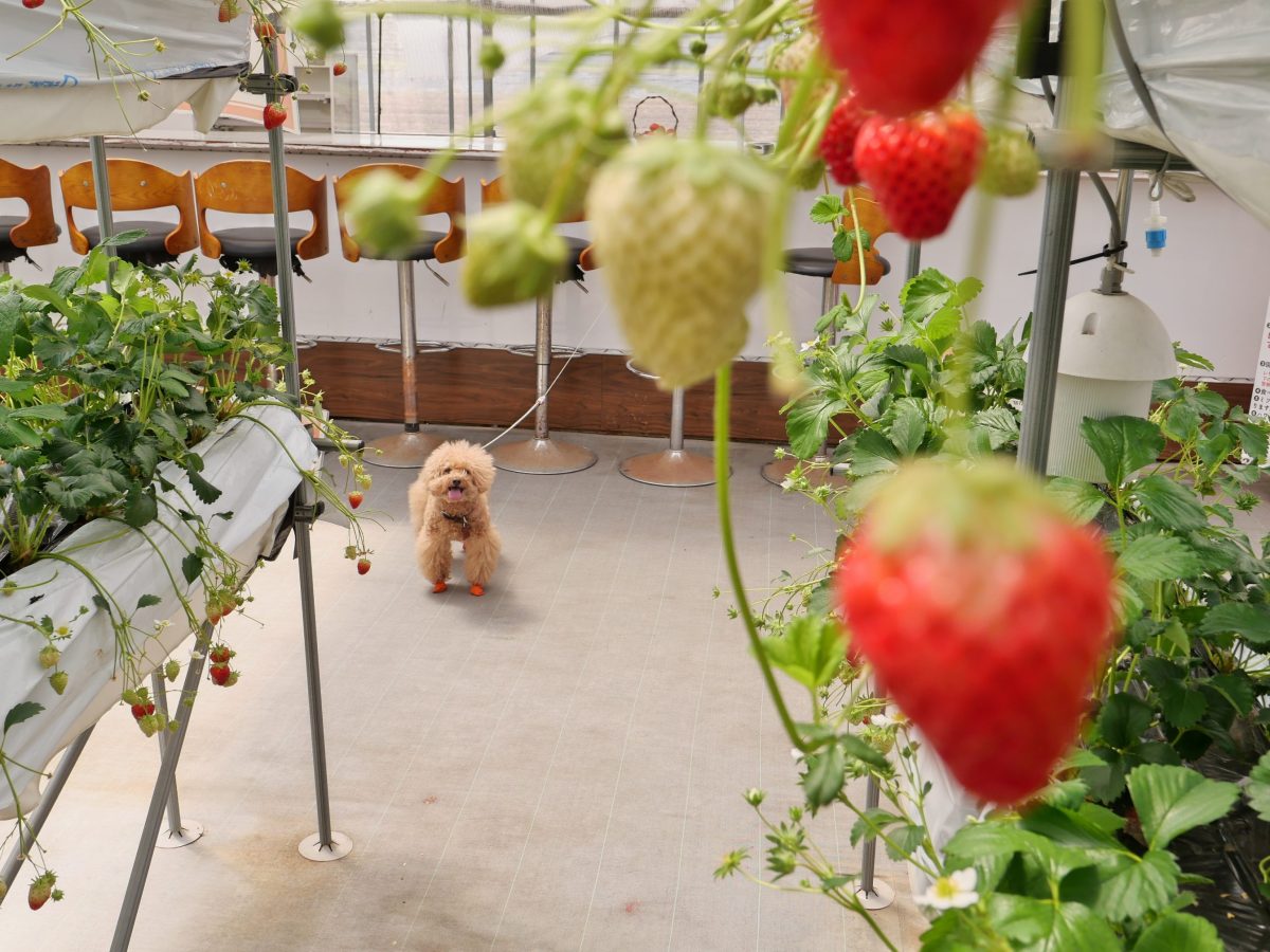 高野いちご園　ペット同伴いちご狩り