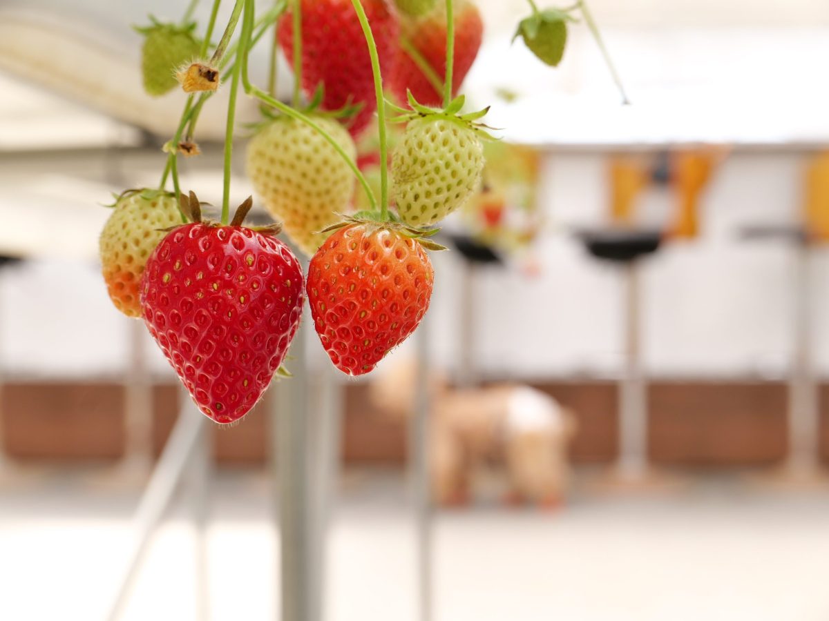 高野いちご園　ペット同伴いちご狩り