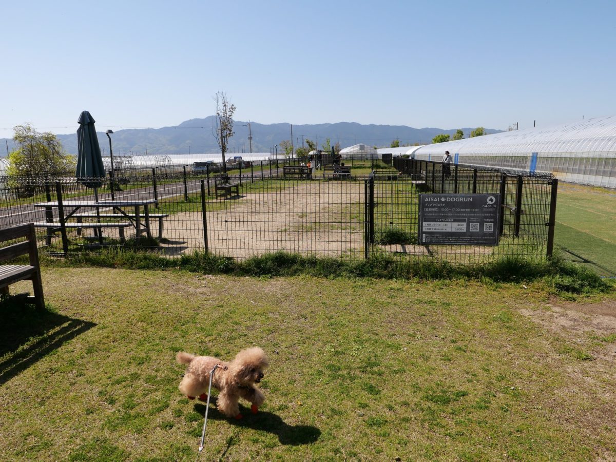 STRAWBERRY FACTORY　ドッグラン