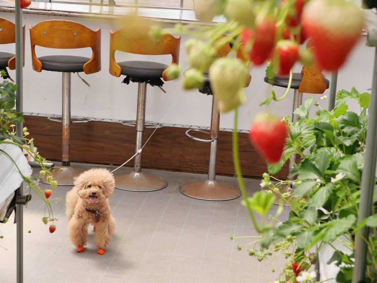 高野いちご園　ペット同伴いちご狩り