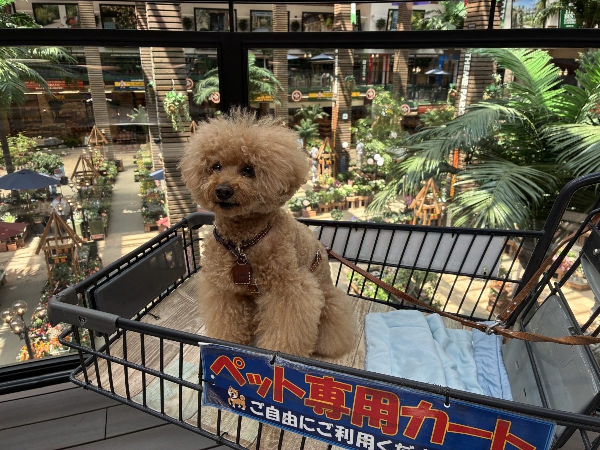 ハンズマン松原店 ペット同伴