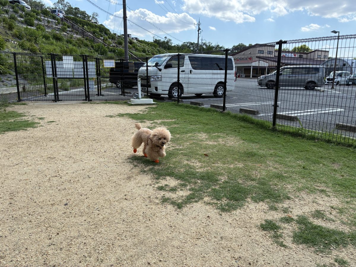 道の駅しらとりの郷・羽曳野のドッグラン